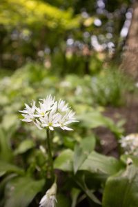 View larger photo: A cluster of delicate white wild garlic flowers blooms at the centre of the image, surrounded by lush green leaves. The background is softly blurred, with sunlight filtering through the trees, creating a peaceful woodland setting.