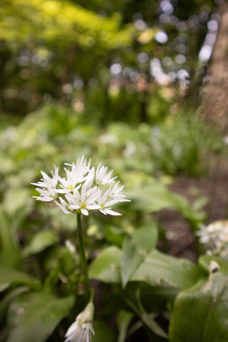 A cluster of delicate white wild garlic flowers blooms at the centre of the image, surrounded by lush green leaves. The background is softly blurred, with sunlight filtering through the trees, creating a peaceful woodland setting.