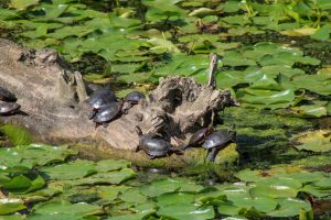 View larger photo: Eight painted turtles sitting on a log in the water surrounded by lily pads.