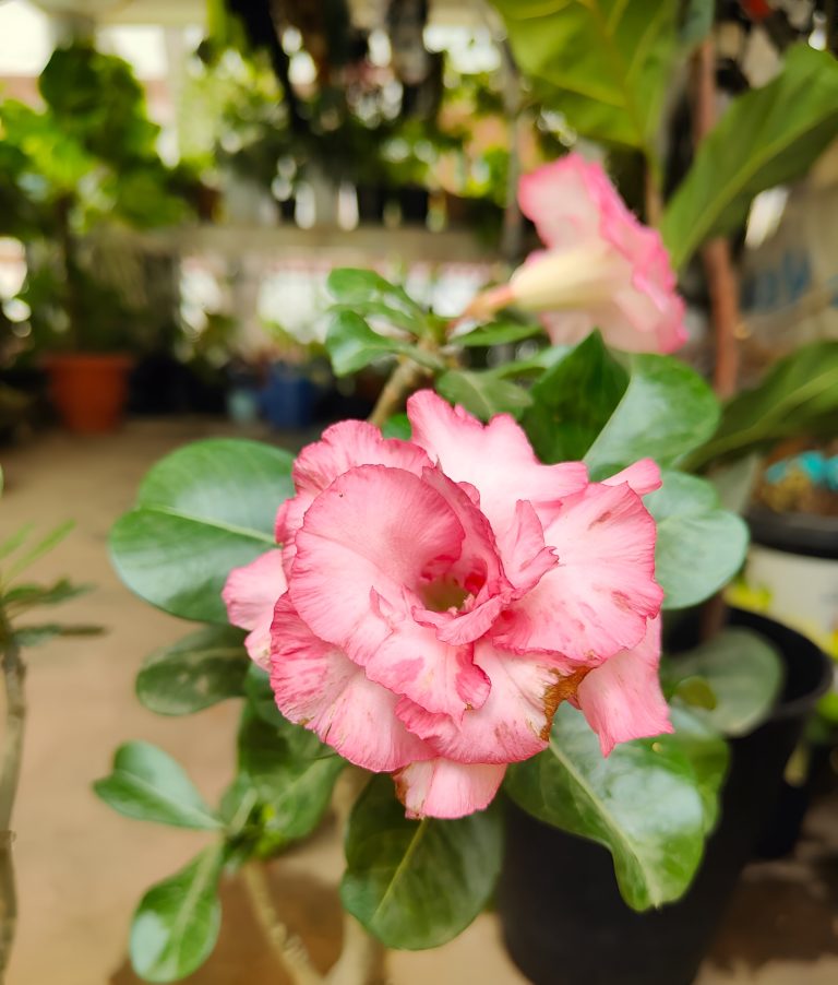 Adenium obesum, more commonly known as a desert?rose