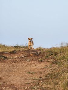 View larger photo: Single dog looking at you form the hill