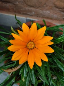 View larger photo: A Yellow Gazania Flower in Full Bloom
