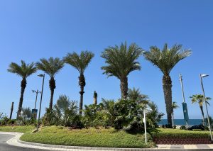 Palm trees at sea side