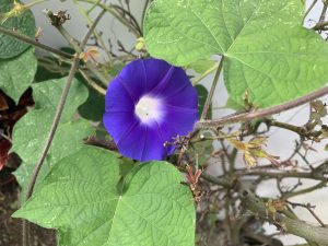 A purple morning glory flower on a vine with green leaves.