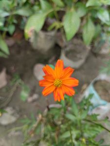 An Orange Sulfur Cosmos Flower in Bloom