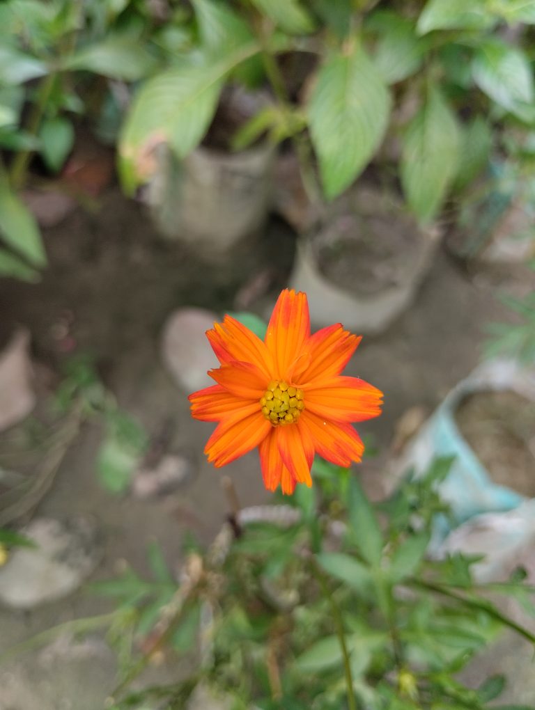 An Orange Sulfur Cosmos Flower in Bloom