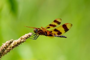 View larger photo: A brown and yellow striped dragonfly clings to a plant against a blurred green background.