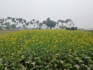 View larger photo: A lush green field filled with blooming yellow mustard flowers, set against a hazy sky. In the background, there is a row of tall trees and shrubs, adding depth to the rural landscape.