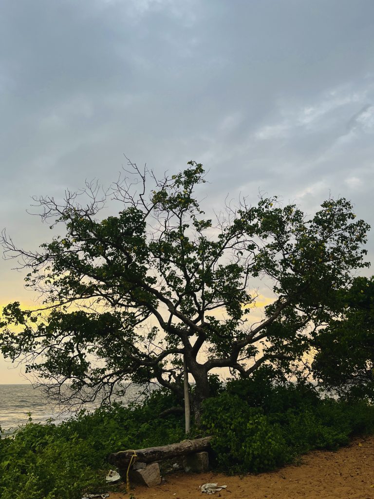 A tree with sparse leaves stands near the river, surrounded by lush greenery.