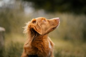 A portrait of a beautiful, soft and fluffy-looking brown retriever dog