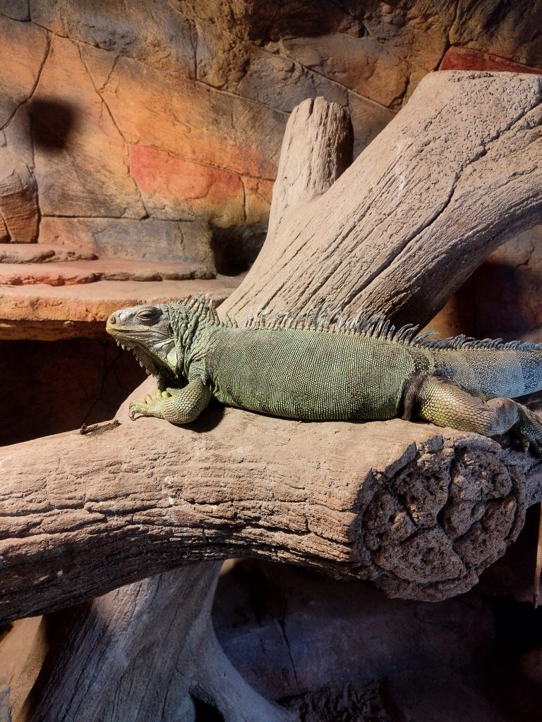 Green iguana relaxing at the pet station, showcasing its vibrant scales and calm demeanor.