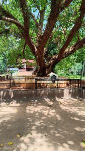 A banyan tree in front of a temple with a red tiled roof. 