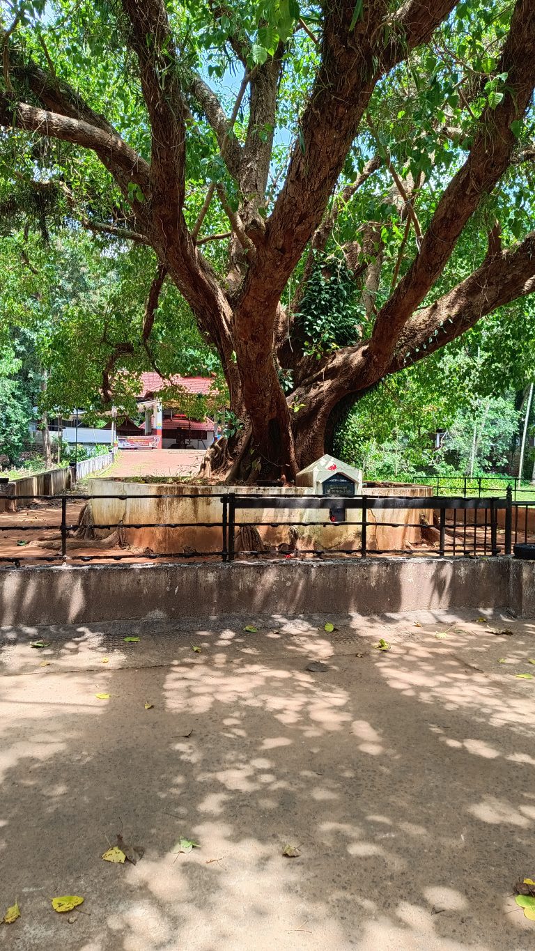 A banyan tree in front of a temple with a red tiled roof.