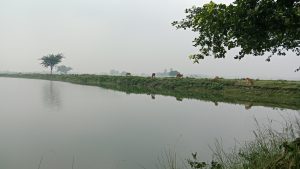 Landscape beside the pond with some cows.