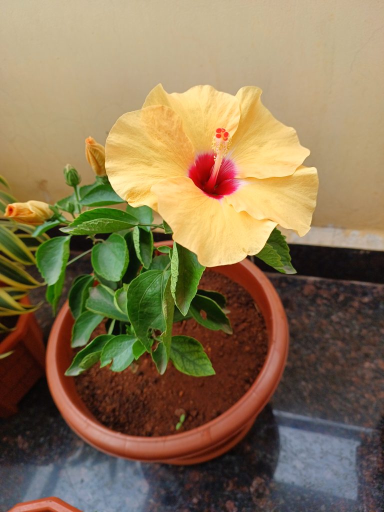 Bright yellow hibiscus flower in full bloom, radiating tropical beauty and vibrant color.