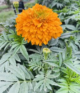 View larger photo: Vibrant marigold in full bloom, adding a splash of sunshine to the garden.