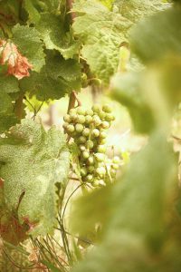 View larger photo: A close-up of a cluster of green grapes hanging from a vine, surrounded by large, textured leaves. The grapes are still growing, with some showing specks of sunlight filtering through the foliage, creating a serene vineyard scene.