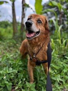 A happy, Reddish-brown dog with its mouth open smiles at the camera. It's wearing a harness and tag that reads "Happy". The dog stands amidst vibrant green plants and foliage.