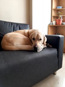 A labrador retriever dog curled up and resting on a dark gray sofa, with a softly lit background featuring a wooden shelf with potted plants.