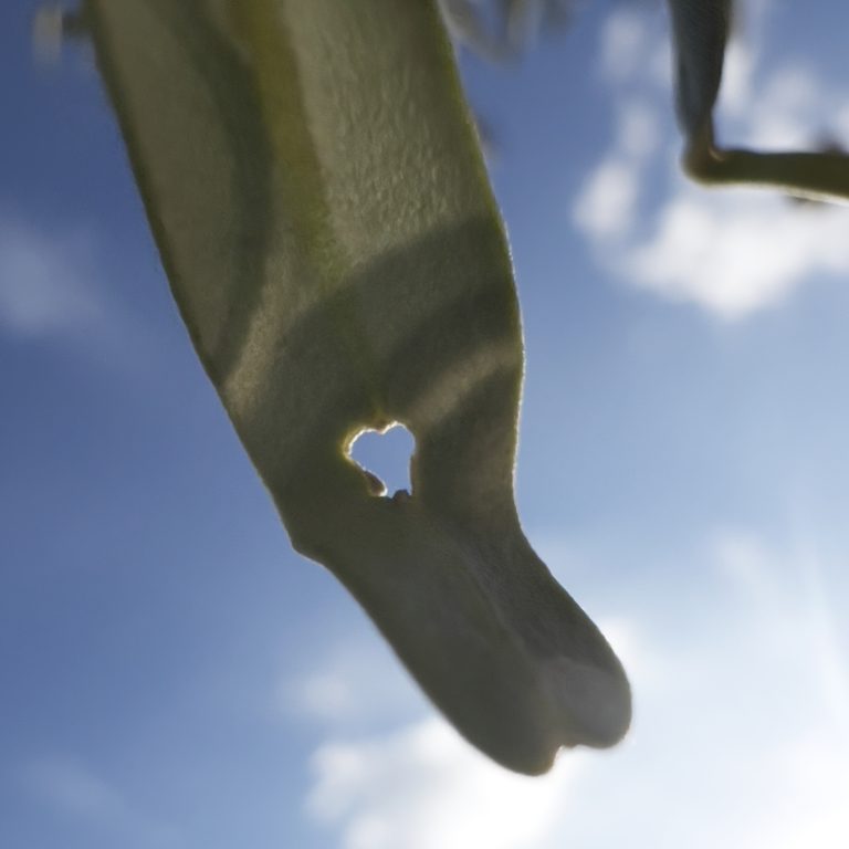 Hole in an olive leaf. In the background, blurred, a blue sky with some clouds.