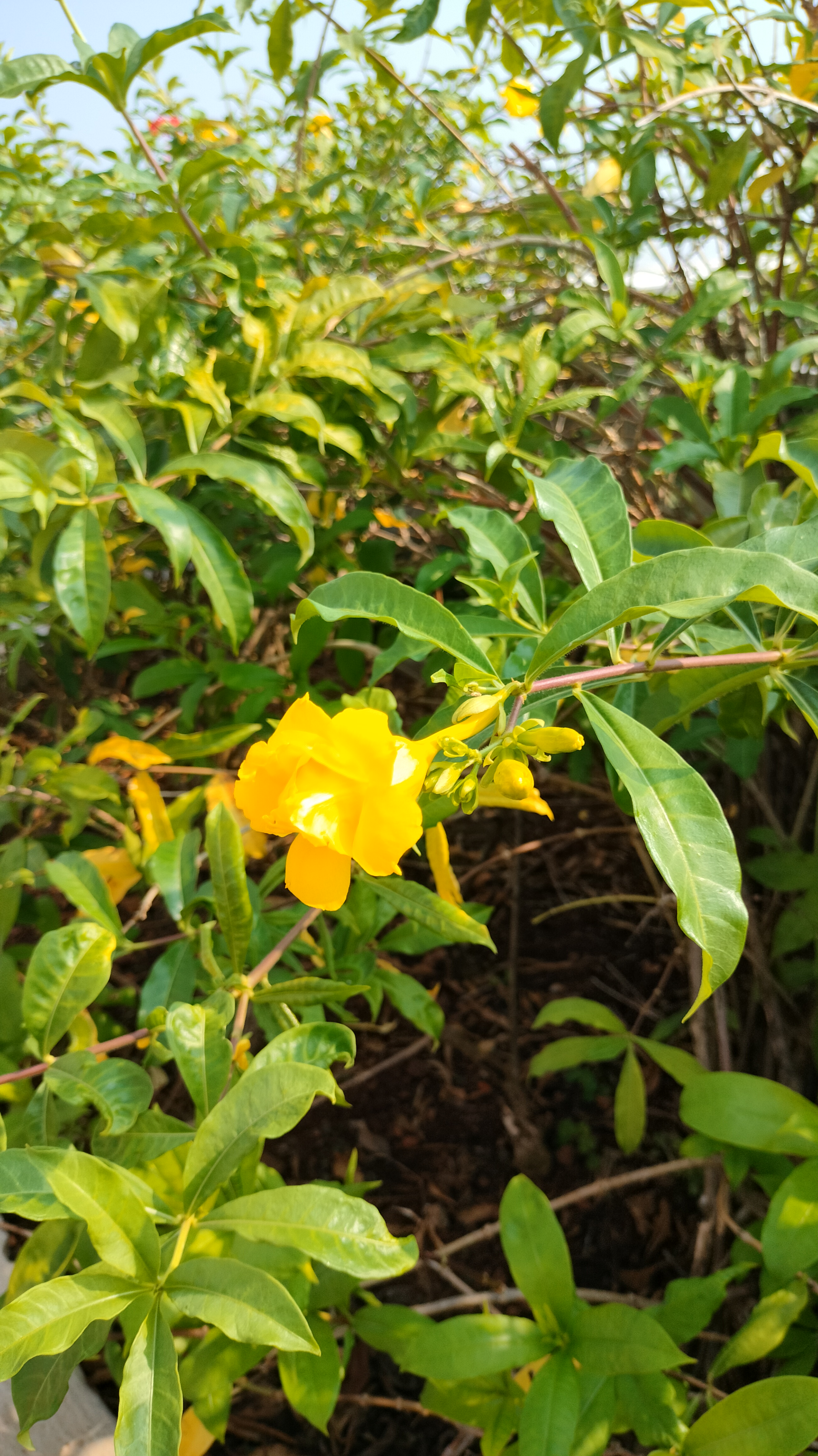 A vibrant yellow flower blooms amidst lush green foliage under a clear sky, capturing a bright, sunny day in a garden setting