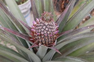 Close-up of a young pineapple growing with small purple flowers emerging from between the green and red-tinted spiky leaves. 