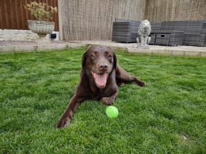 A happy chocolate Labrador retriever lying on a grassy lawn with a green tennis ball in front of it.