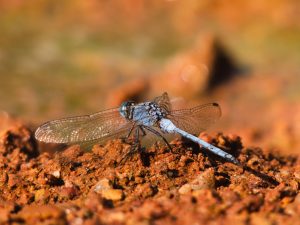 A dragonfly with a light blue body and transparent wings perches on reddish-brown soil, with a softly blurred background.