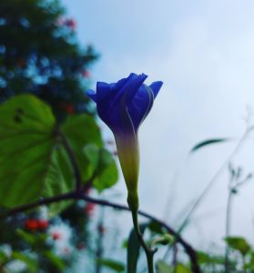 Close-up of a blue morning glory bud with green leaves and branches in the background, set against a clear blue sky.