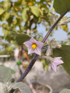 A close-up of a delicate eggplant flower