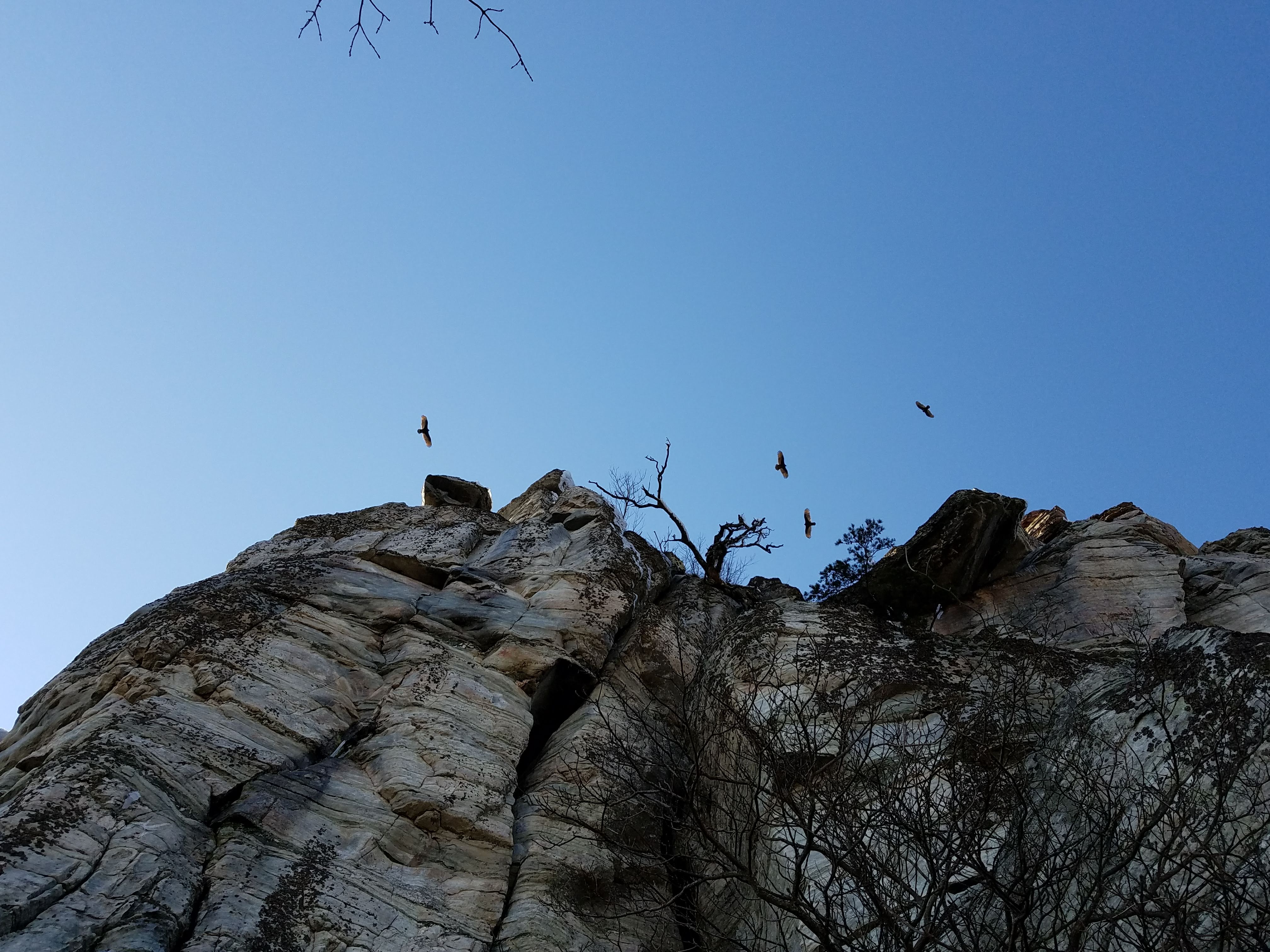 A rocky cliff with a few bare trees at the top extends upwards against a clear blue sky. Several birds are soaring high above the cliff.