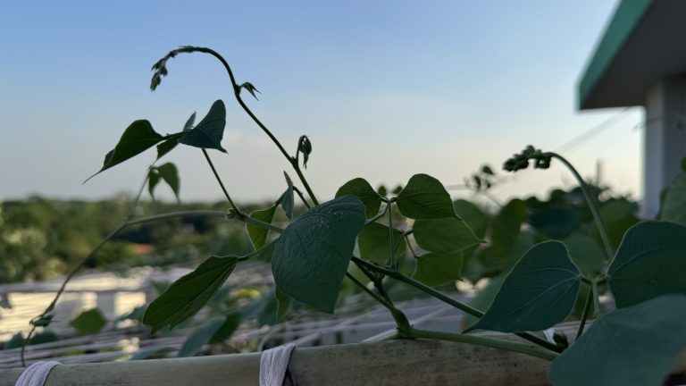 A bean tree with vibrant green leaves climbing up a rustic wooden fence, showcasing nature’s beauty and resilience.