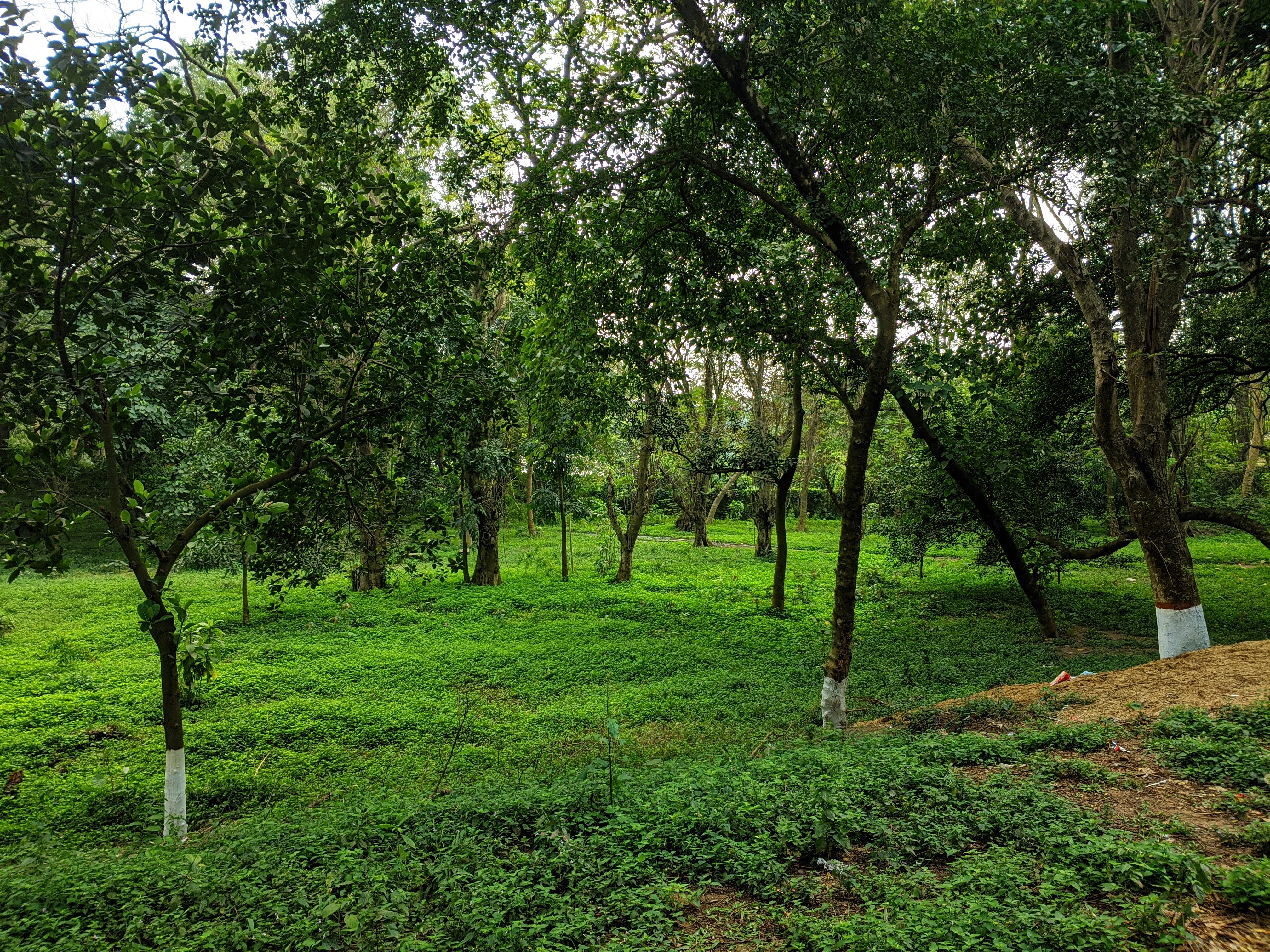 Bangladesh National Zoo, some old trees.