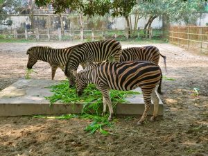 View larger photo: Zebra at Bangladesh National Zoo.