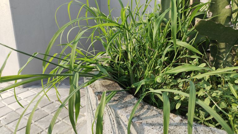 A green grass plant flourishing in a simple cement planter.