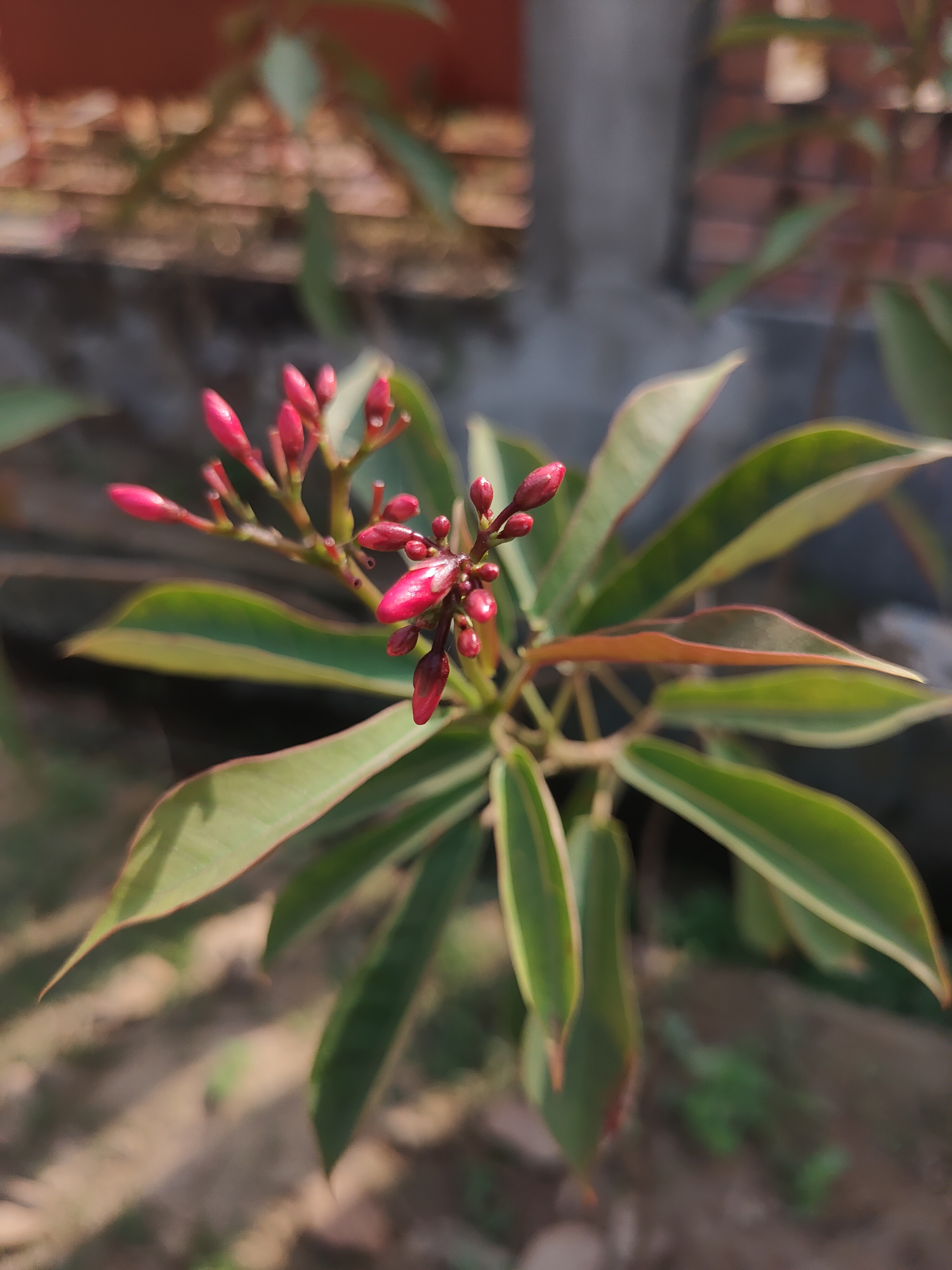 A vibrant Aga Wahyu plant with striking red and pink flowers flourishing in a lush garden setting.