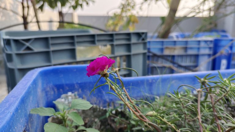 A tiny pink flower blooming in a small container, showcasing its delicate petals and vibrant color.