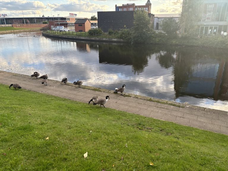 Geese walking along a paved path by a river, with buildings and trees in the background.