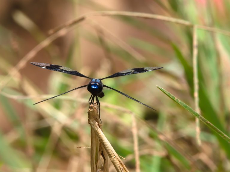 A close-up of a dragonfly with black and blue wings perched on a brown twig, set against a blurred background of green and beige grass.