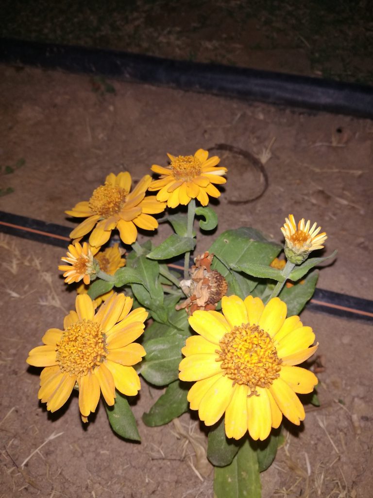 Yellow flower in Qatar beach