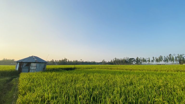 Village nature beauty, green rice fields.