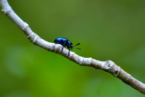 A small, shiny blue insect with antennae perched on a thin brown branch against a blurred green background.