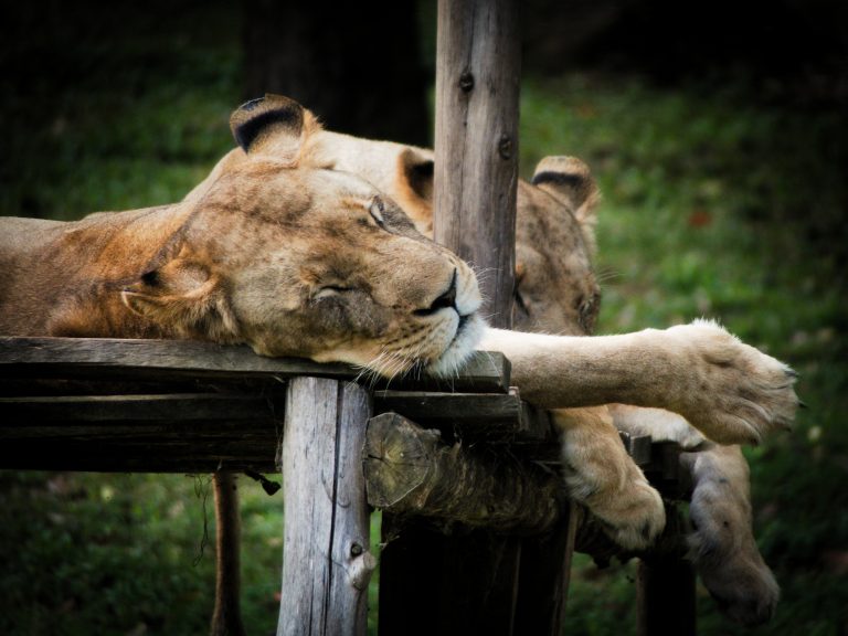 Two lions are resting on a wooden platform in a grassy area. One lion is lying with its head and paws extended, appearing relaxed and sleeping. Uganda.