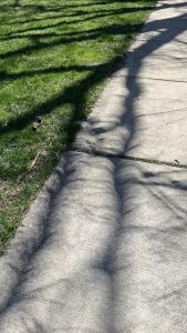 Green grass and concrete sidewalk both shadowed by a tree and its limbs during a solar eclipse