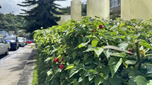 A vibrant bush laden with red peppers stands beside a bustling street, adding a pop of color to the urban landscape.