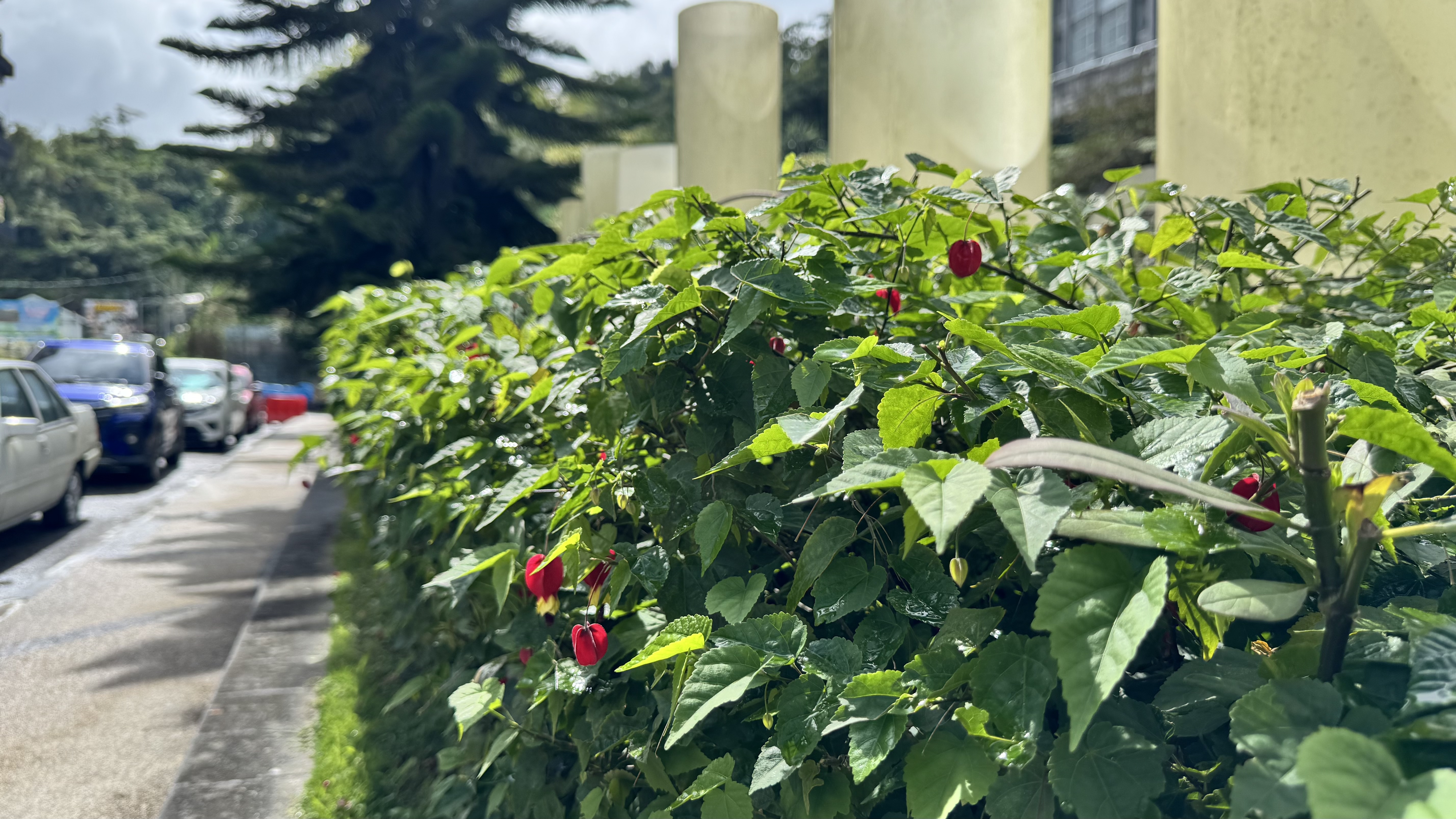 A vibrant bush laden with red peppers stands beside a bustling street, adding a pop of color to the urban landscape.