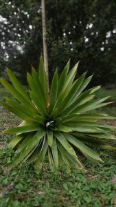 The image features a plant with long, pointed leaves arranged in a circular pattern, creating a symmetrical and appealing design. The plant, sits on the ground surrounded by grass and natural elements. In the background, blurred trees provide visual contrast, emphasizing the texture and details of the leaves in the foreground 