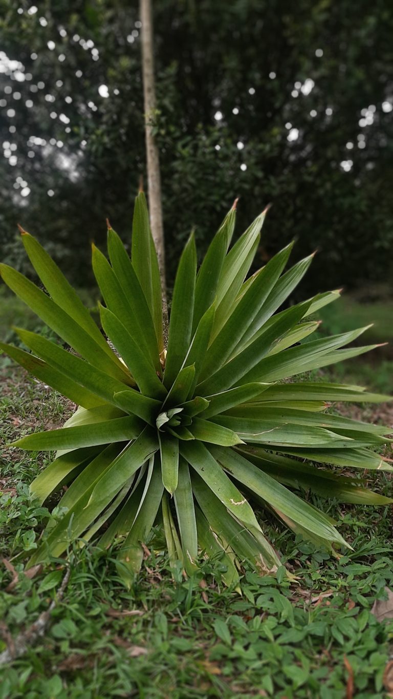 The image features a plant with long, pointed leaves arranged in a circular pattern, creating a symmetrical and appealing design. The plant, sits on the ground surrounded by grass and natural elements. In the background, blurred trees provide visual contrast, emphasizing the texture and details of the leaves in the foreground