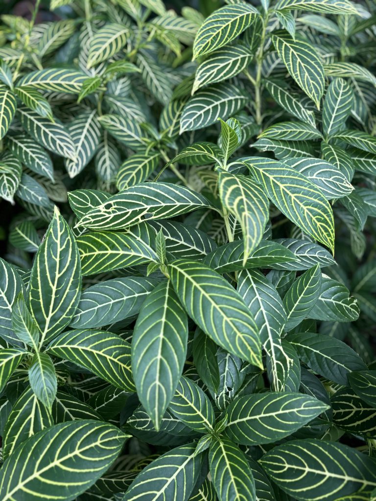 Close-up view of lush green leaves with prominent yellowish veins, creating a striking pattern.