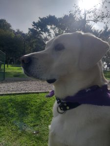 In the image, there is a light-colored Labrador dog looking to the left in a park under sunlight. The dog is wearing a purple bandana around its neck and a black collar with a metal ring. The background shows green grass, trees, and a clear sky, partially covered by the sun's glow, which backlights the Labrador and creates a silhouette effect.